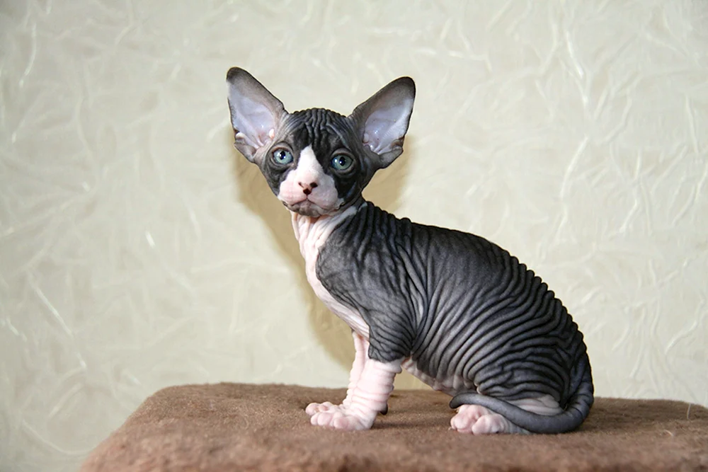 Kanadische Sphynx Katze