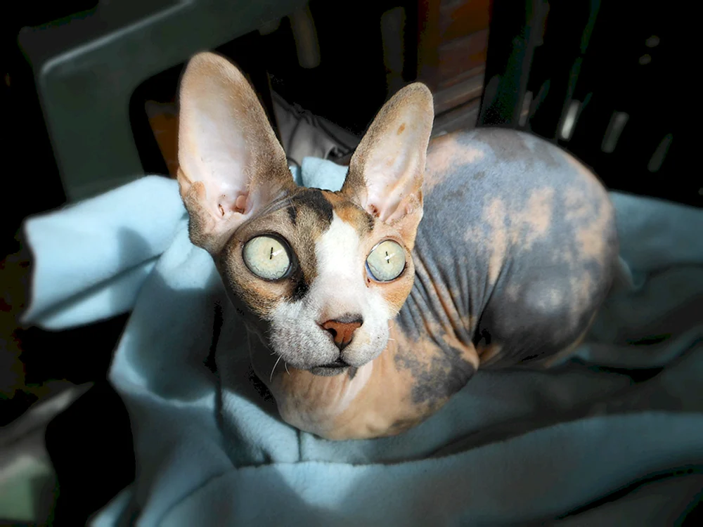 Kanadische blaue sphynx
