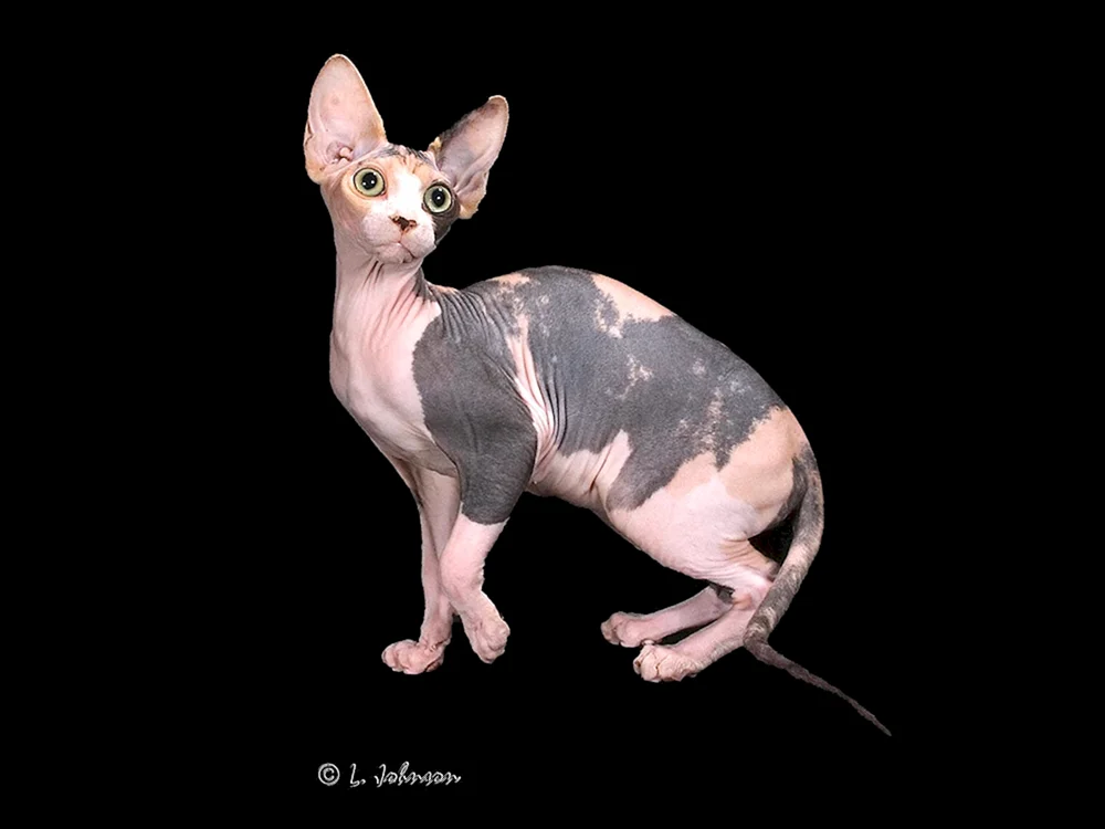 Kanadische sphynx schildpatt Farbe