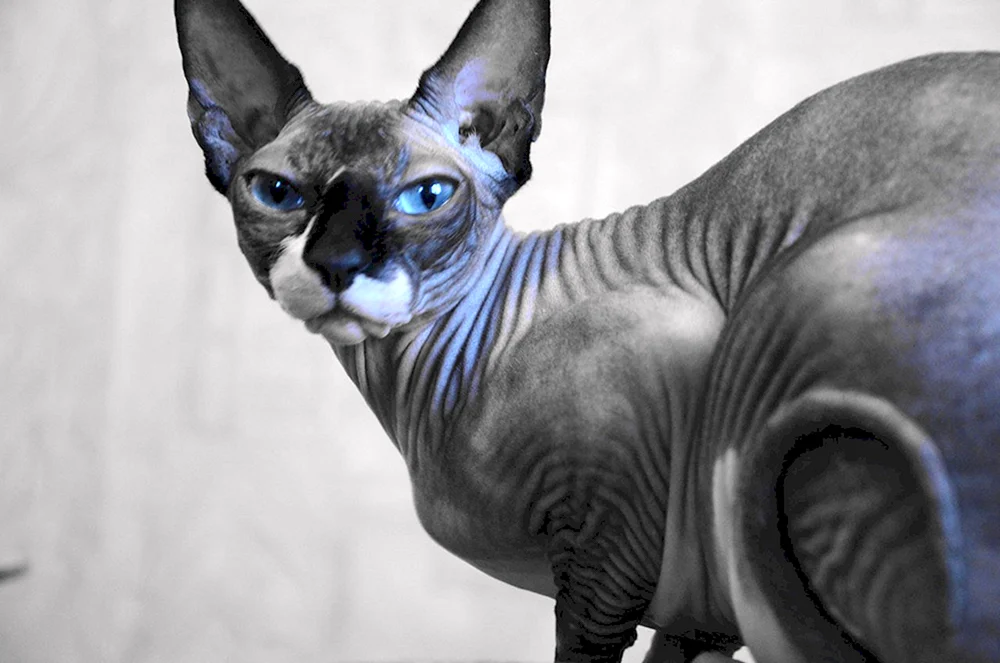 Kanadische Sphynx schwarz