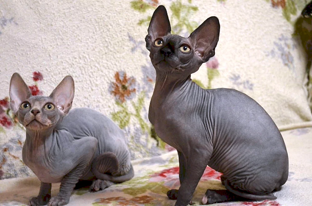 Donkeys sphynx Katze