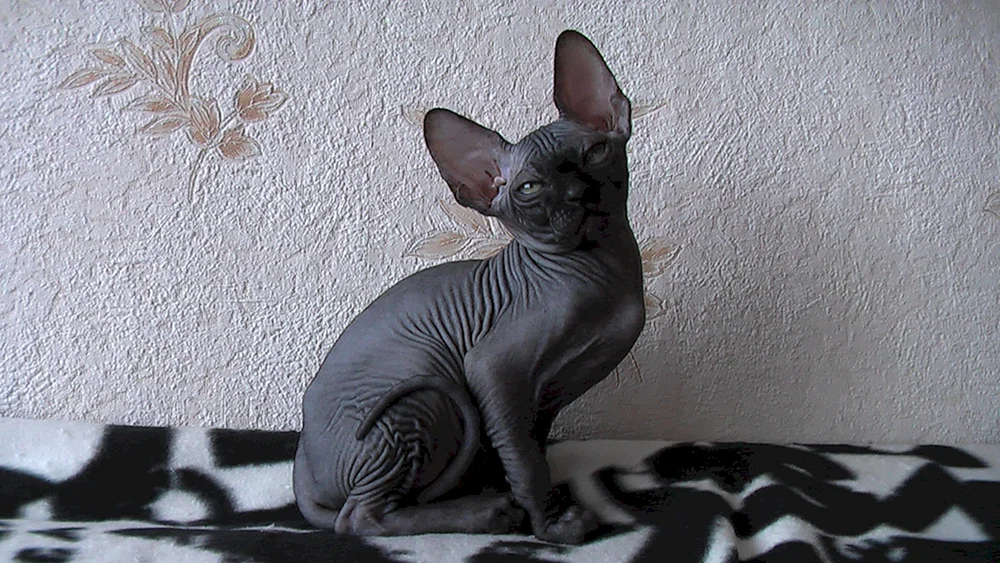 Sphynx Katze