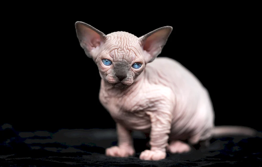 Sphynx Katze mit Fell
