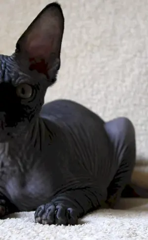 Kanadische sphynx schwarz