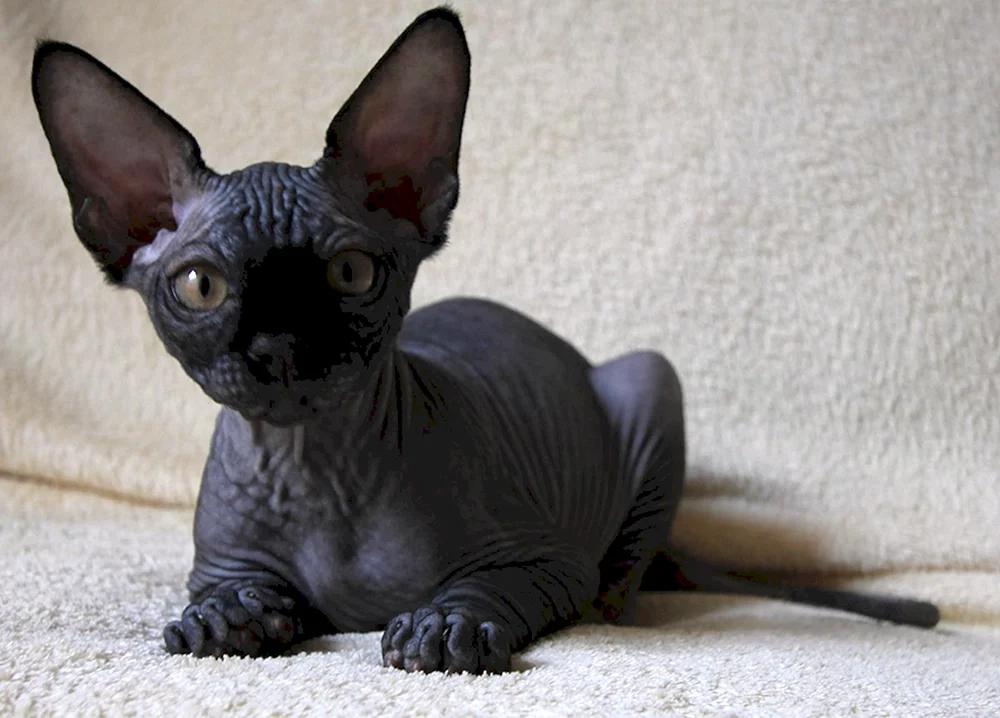 Kanadische sphynx schwarz