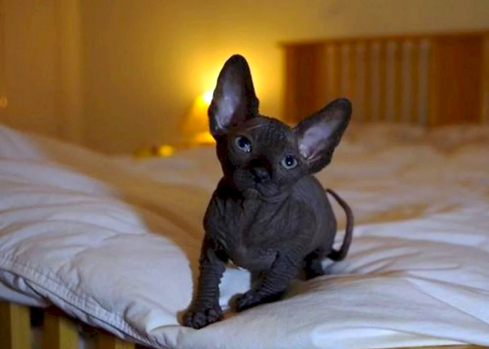 Kanadische sphynx schwarz
