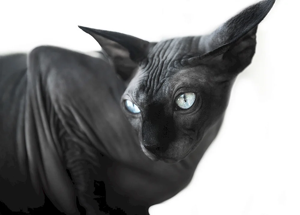 Kanadische sphynx schwarz