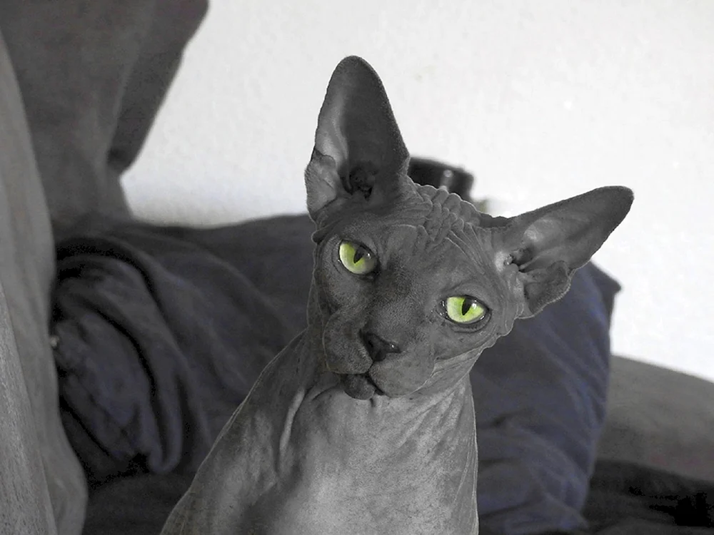 Kanadische sphynx schwarz
