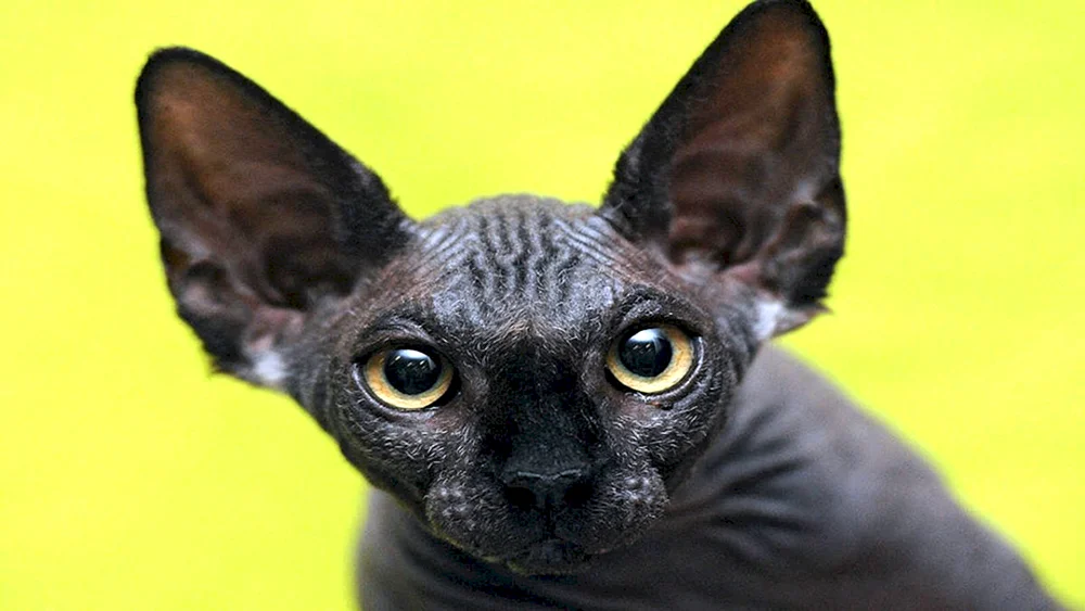Kanadische sphynx schwarz