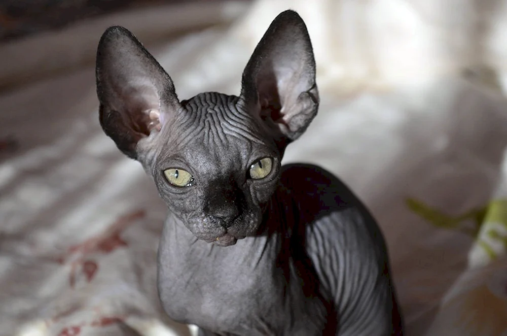 Kanadische sphynx schwarz