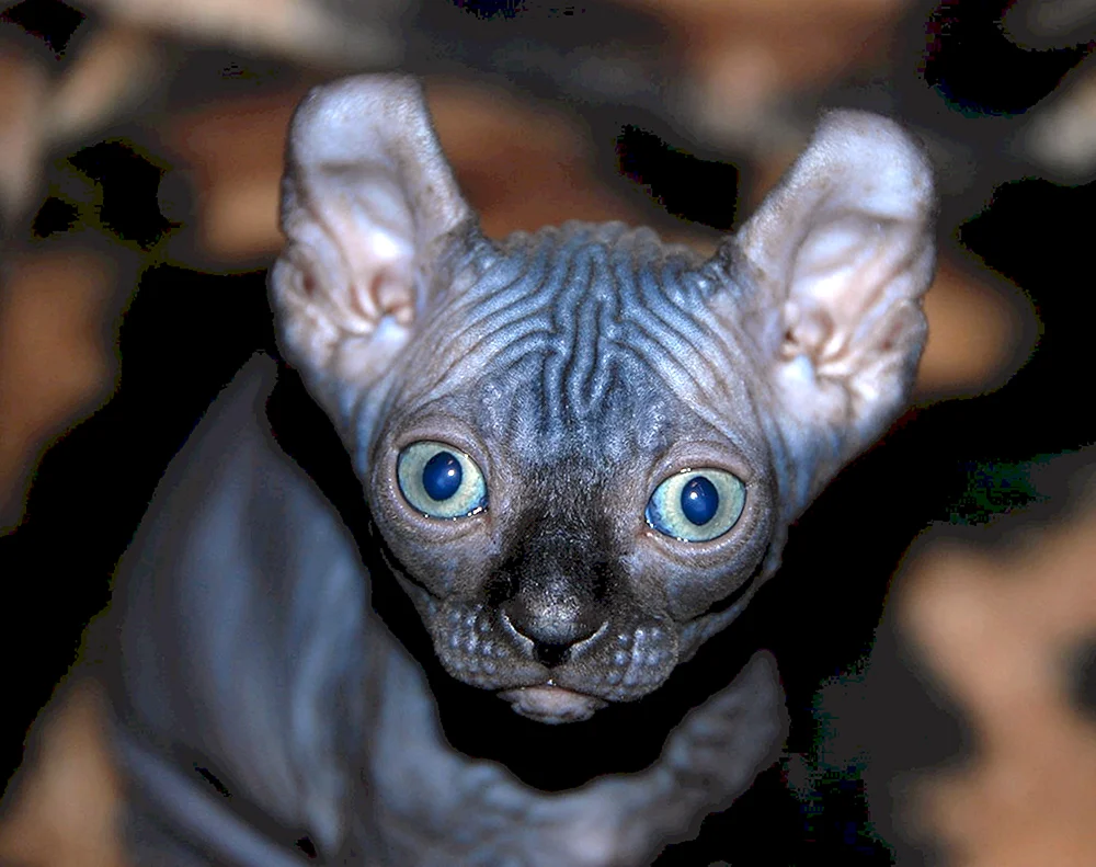 Sphynx Peterbold