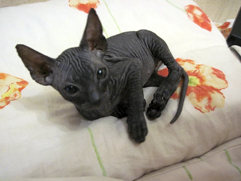 Kanadische sphynx Katze schwarz