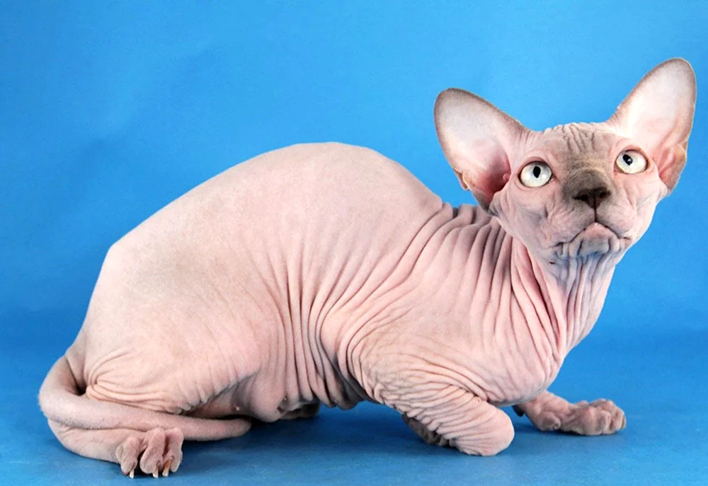 Kanadische sphynx bicolor
