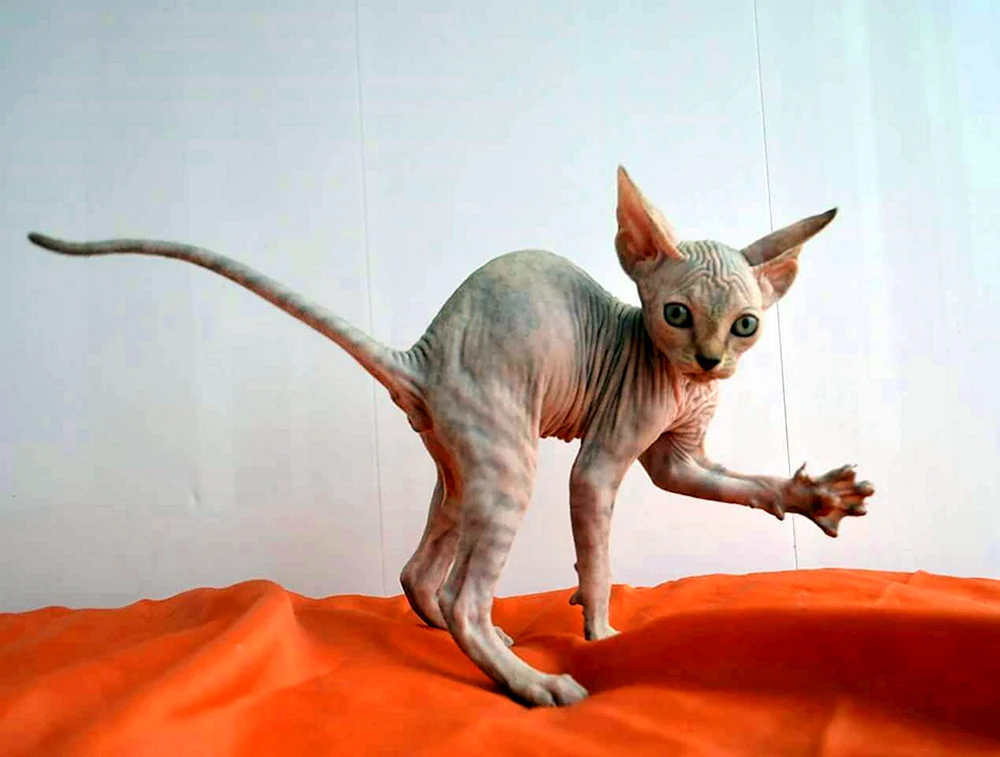 Kanadische Sphynx-Katze