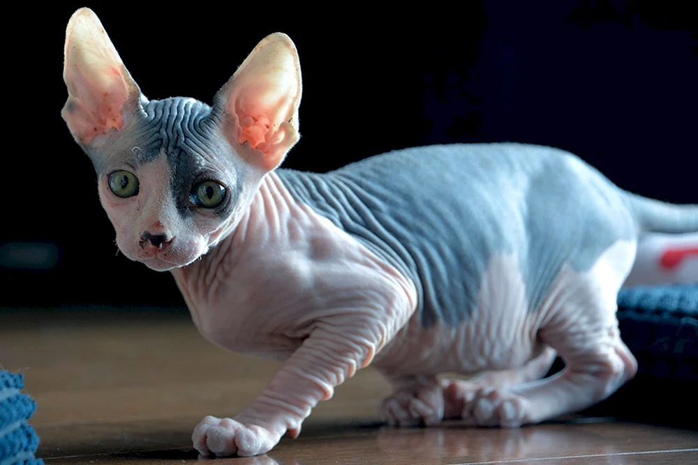 Sphynx-Katzenrasse