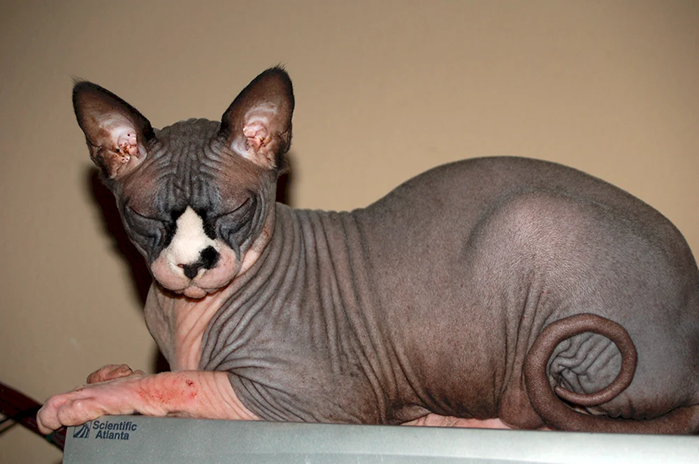 Don Sphynx Katze Rasse