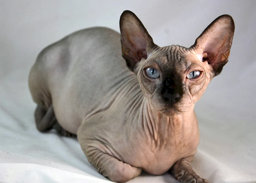 Sphynx Katzenrasse