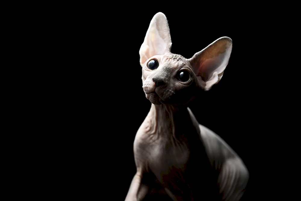 Blaue Kanadische Sphynx