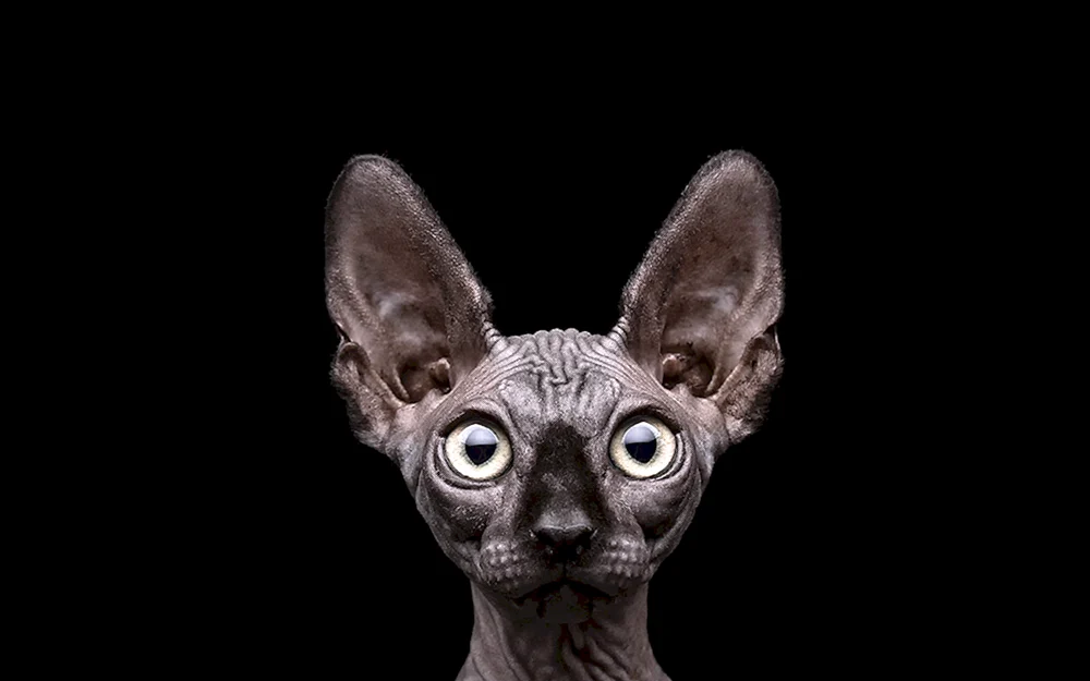 Siamische Orientalische Katze