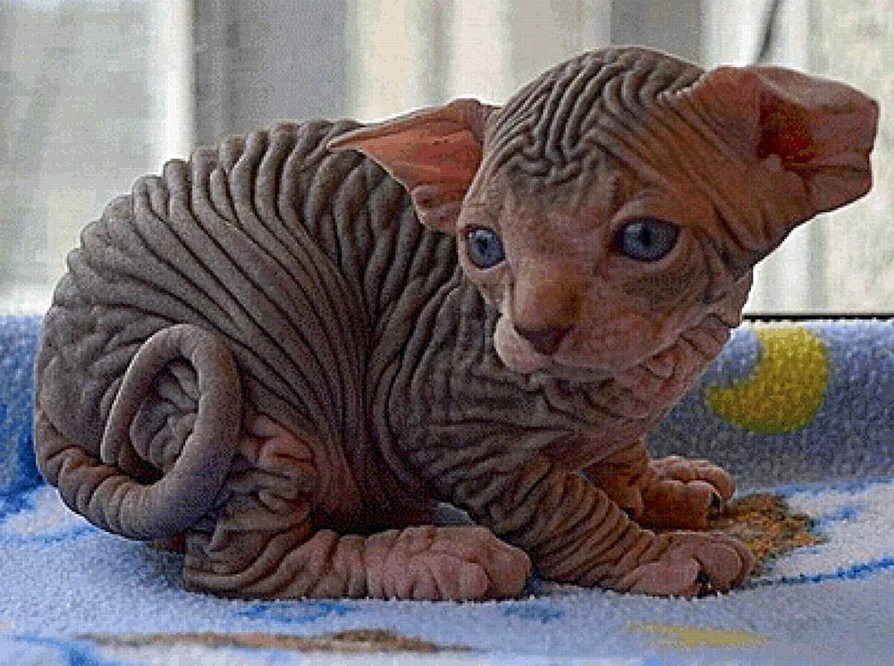 Kanadische sphynx Katze