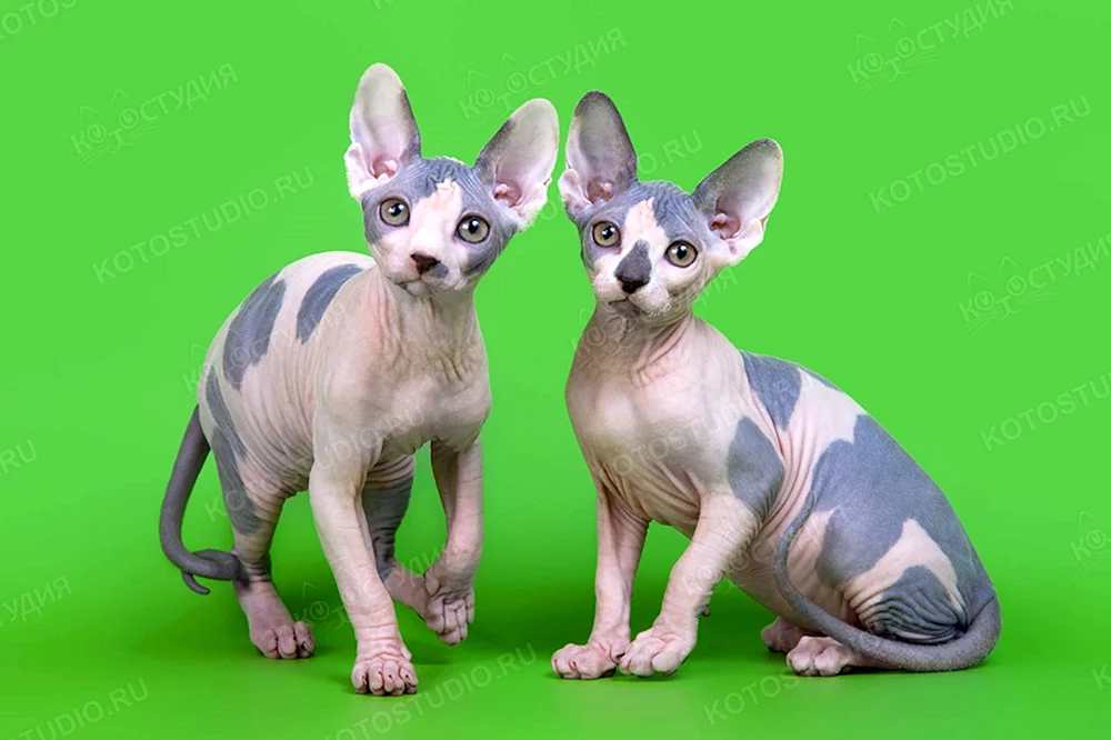 Kanadische sphynx Harlekin Farbe