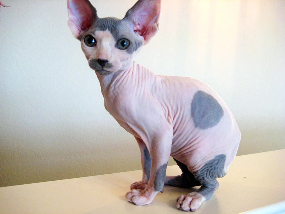 Kanadische Sphynx grau