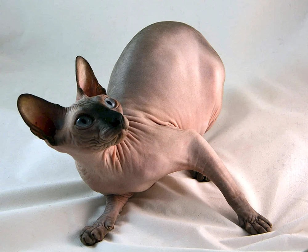 Kanadische sphynx gestromt