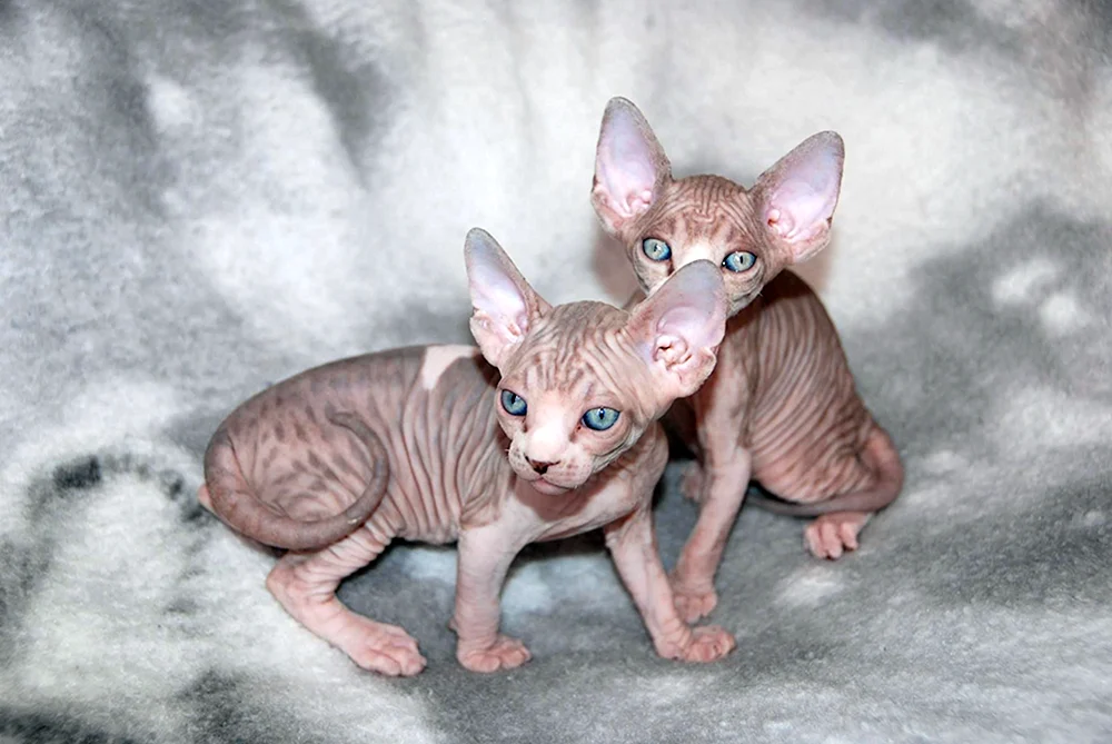 Don sphynx colour point sphynx