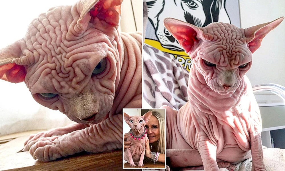 Kanadische Sphynx Toby