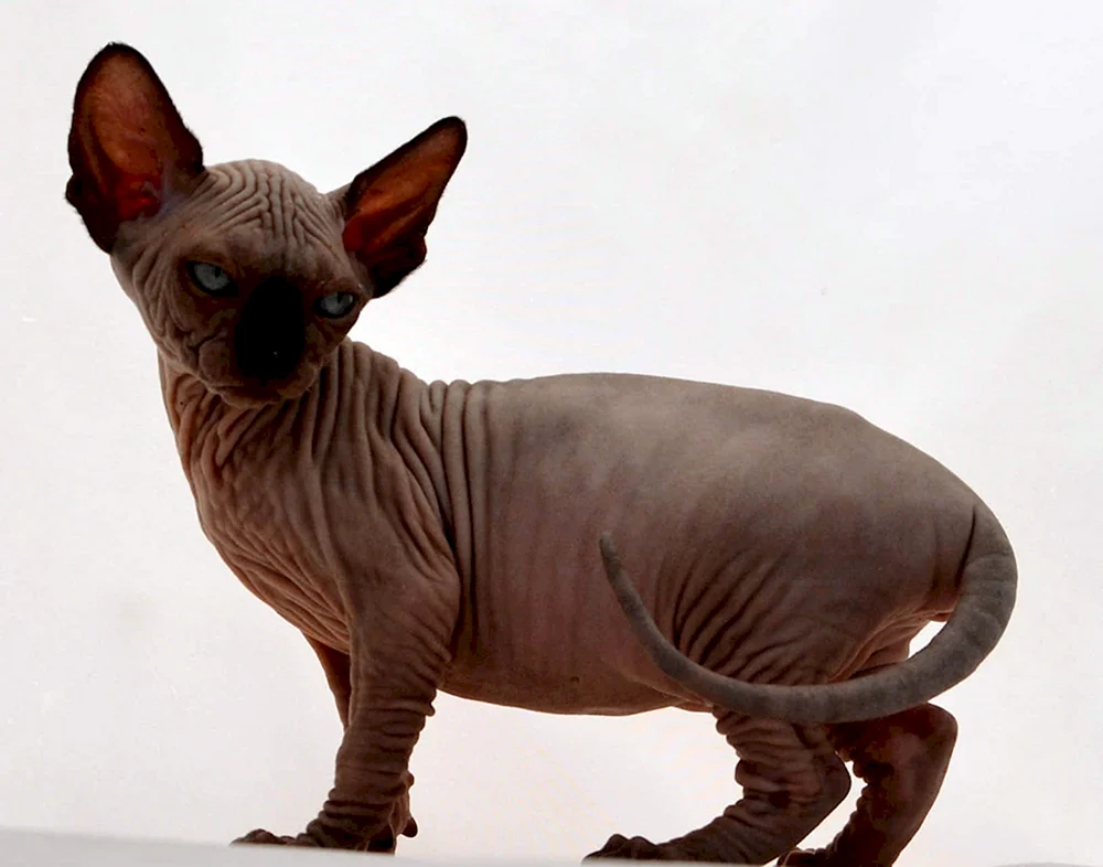 Kanadische Sphynx Toby