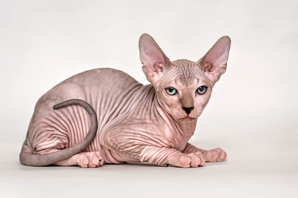 Kanadische sphynx cinnamon