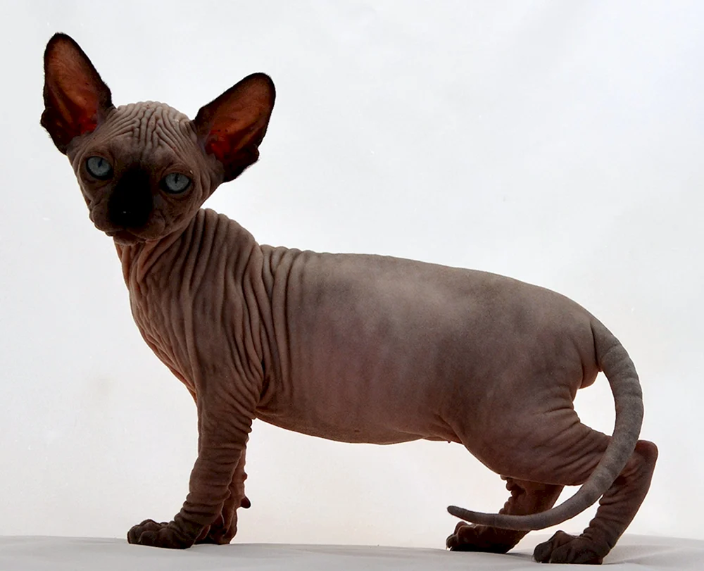 Kanadische sphynx Bicolour