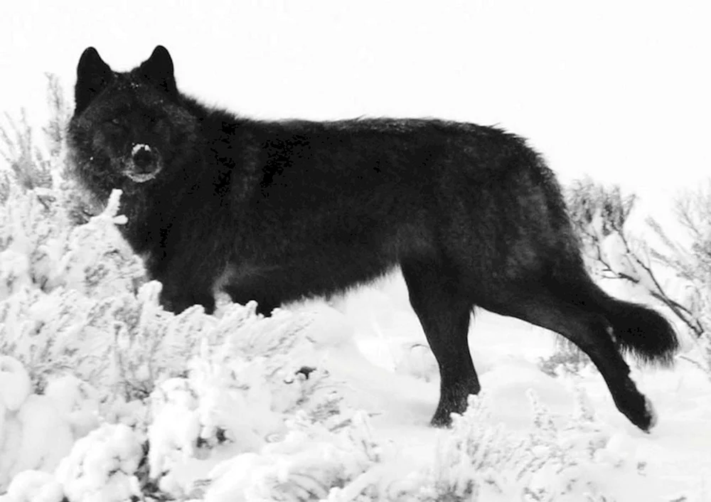 Kanadischer Wolf Mackenzie