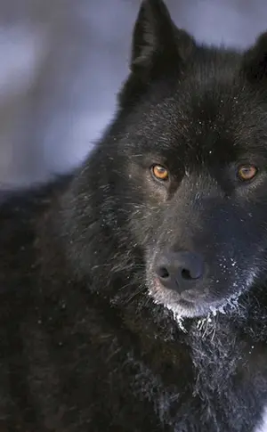 Kanadischer Wolf melanist