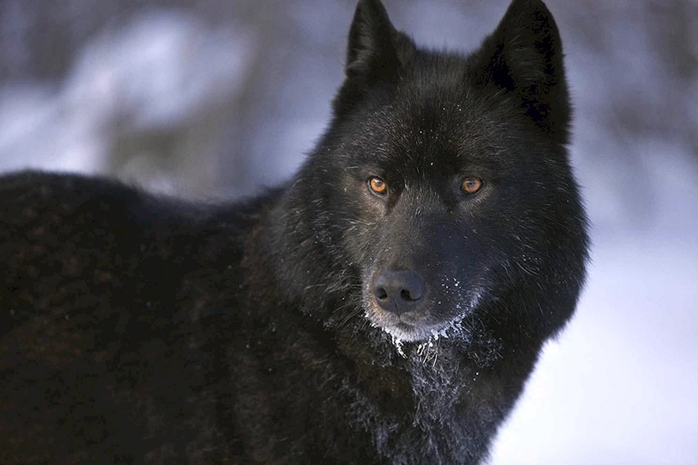 Kanadischer Wolf melanist