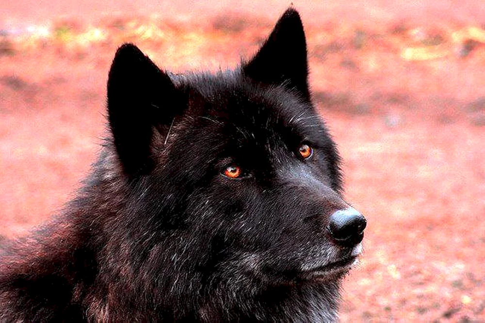 Kanadischer Wolf melanist
