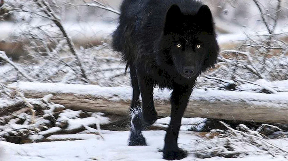 Kanadischer Wolf melanist