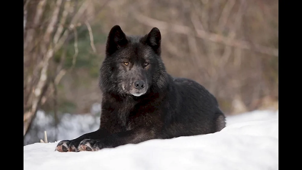 Kanadischer Wolf melanist