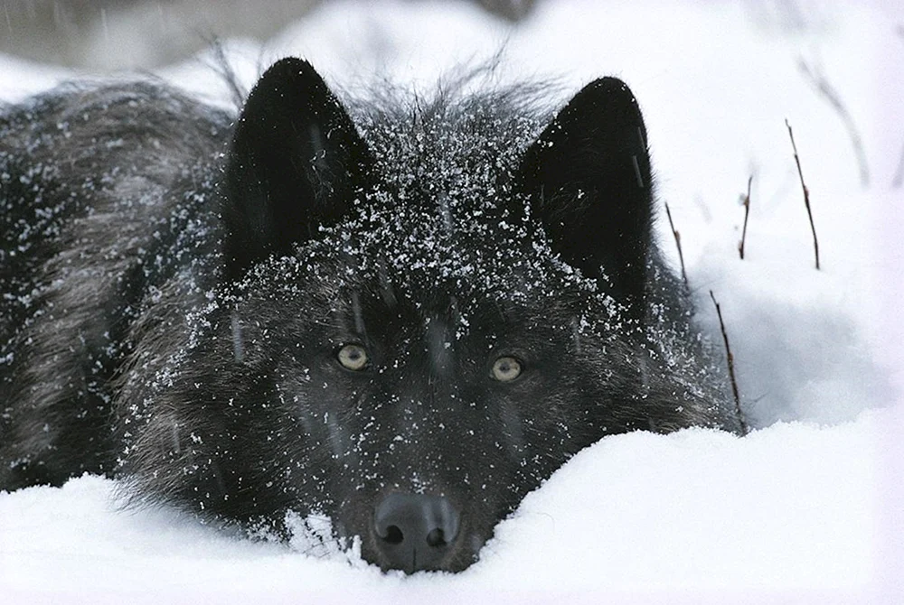 Kanadischer Wolf melanist