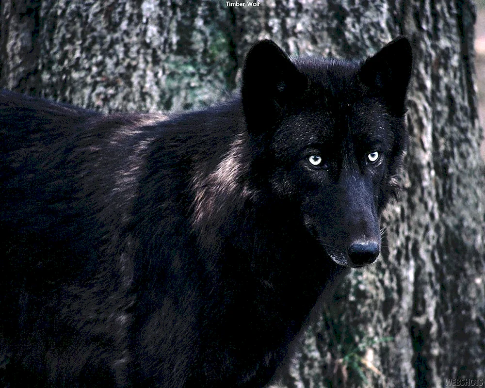 Kanadischer Wolfshund Wolfshund Wolfshund Schwarzer Wolfshund Akella Wolfshund Schwarzer Wolfshund Kanadischer Schwarzer WolfshundJewodan Beast Schwarzer Wolfshund Schwarzer Alaskan Wolfshund Schwarzer Wolfshund Schwarzer