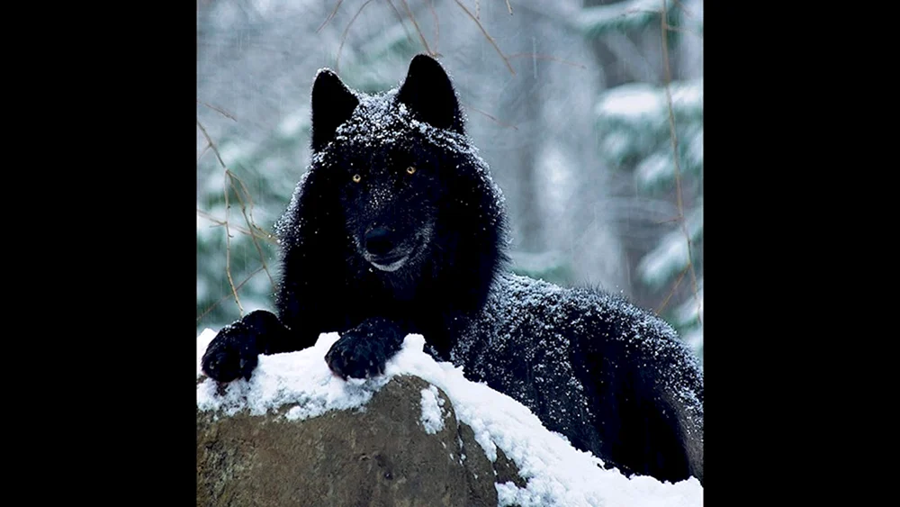 Kanadischer Wolf Melanist