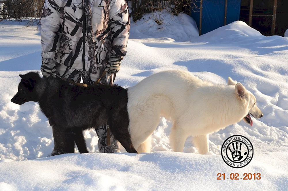 Kanadischer Wolfshund
