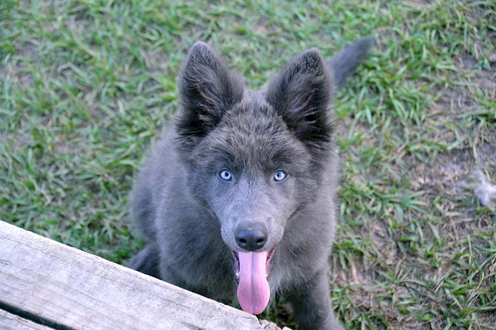 Kanadischer Wolfshund