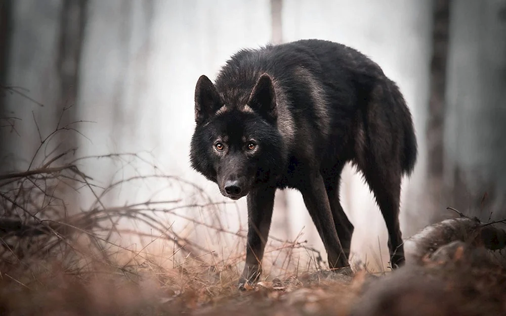 Kanadischer Wolfshund Wolfshund