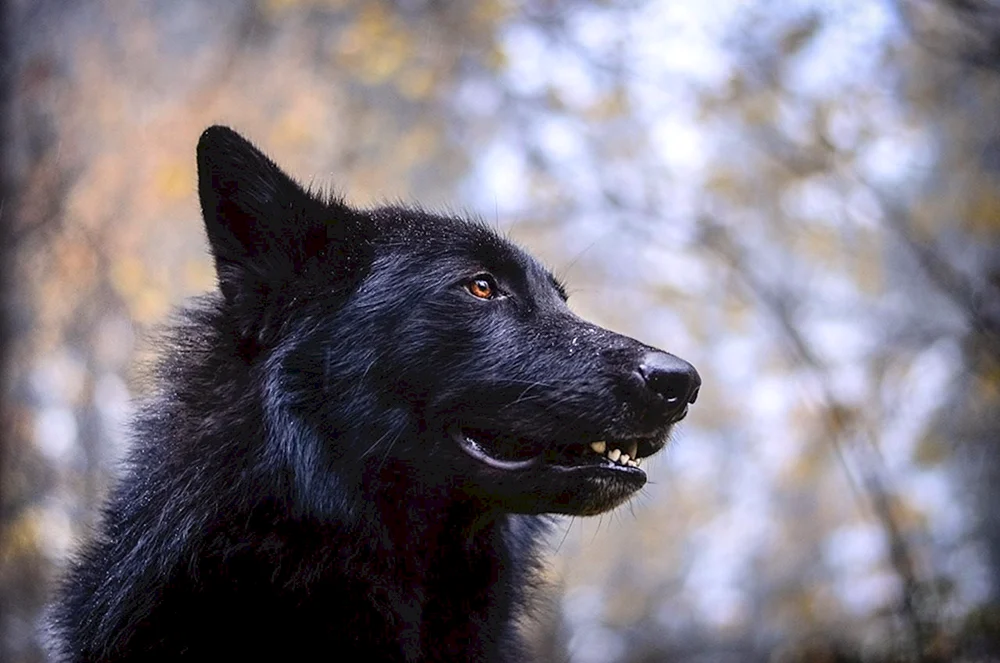 Kanadischer Wolfshund
