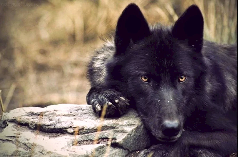 Kanadischer Wolf. Melanist Wolf