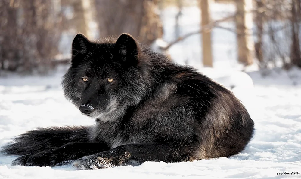 Kanadischer Wolfshund