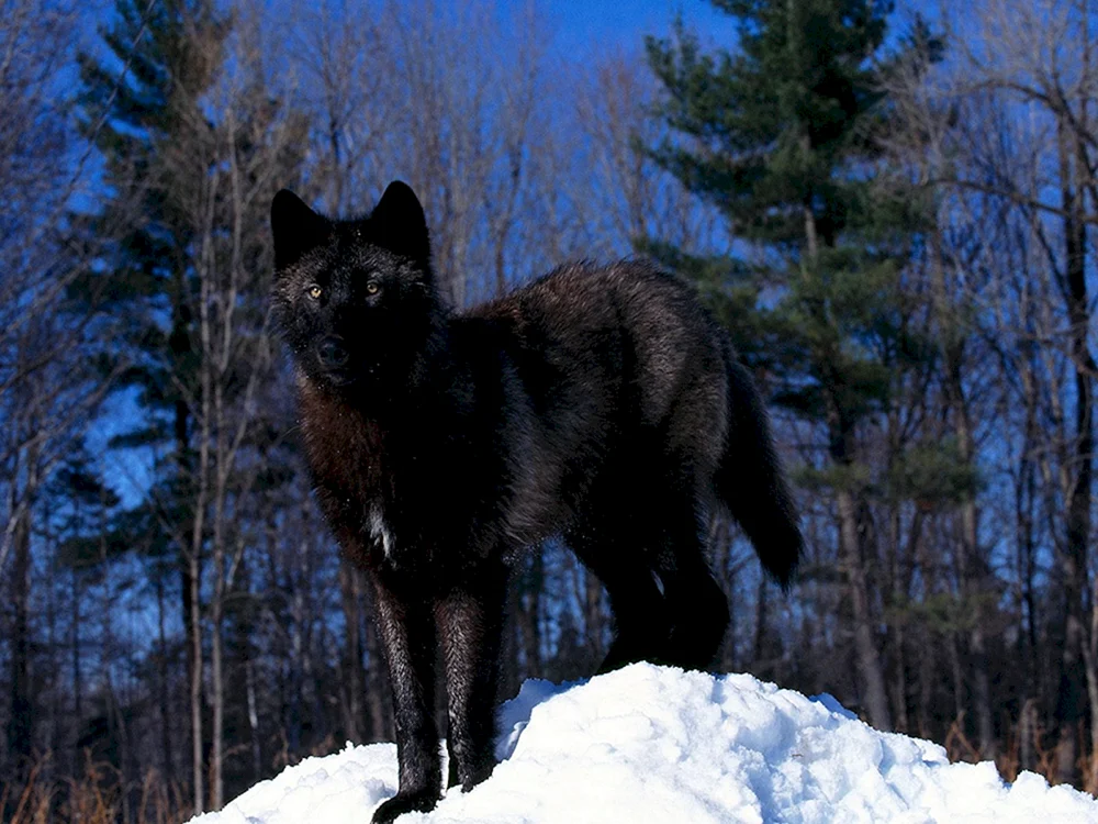 Lyre Wolf