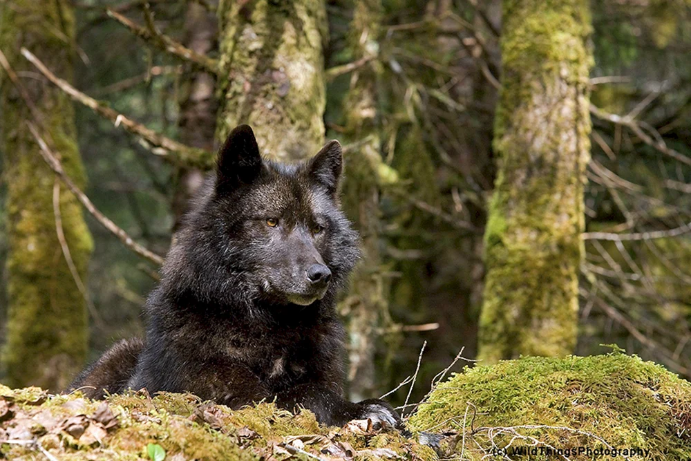 Lyre Wolf