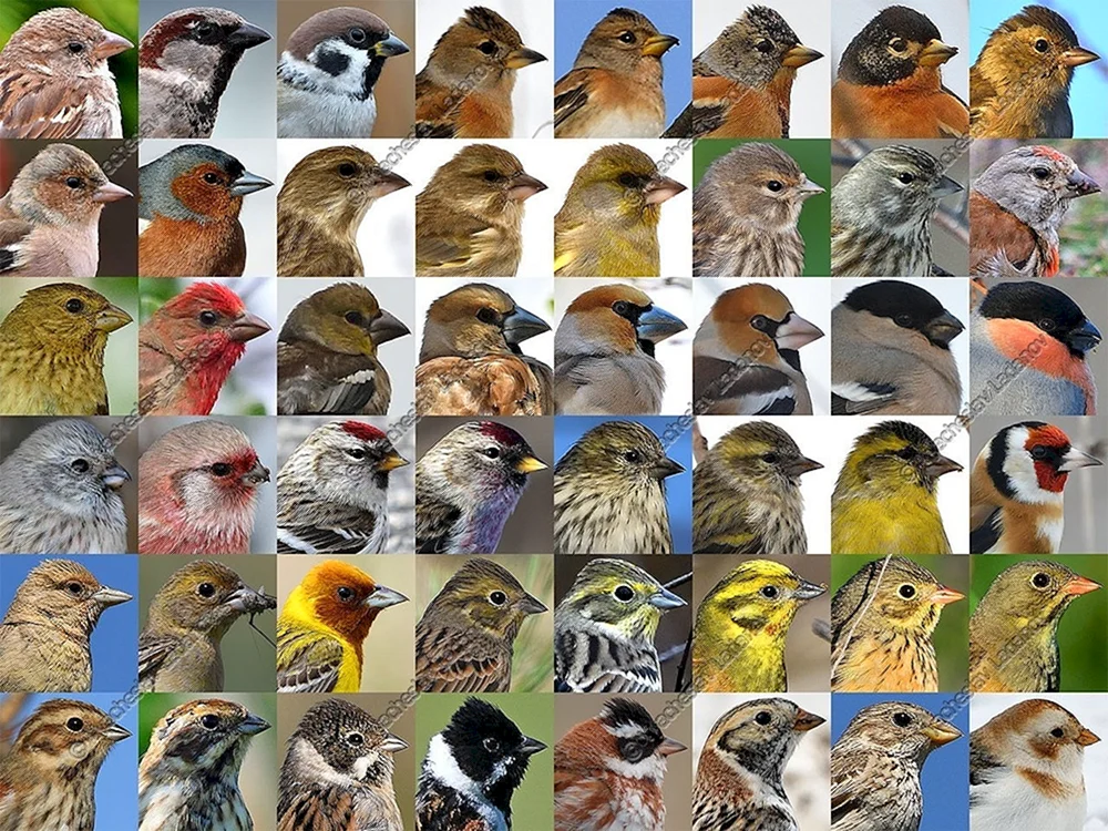 Vögel der Familie der Sperlingsvögel